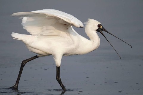 Black-faced black-faced spoonbill