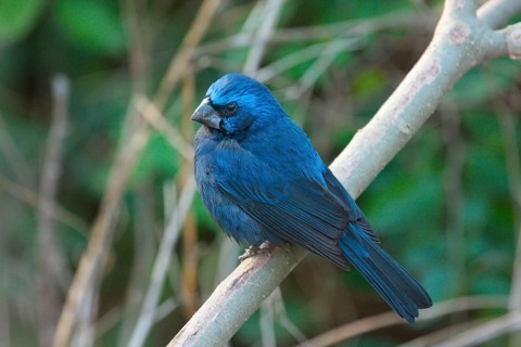 Ultramarine grosbeak