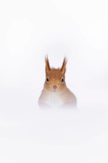 Eurasian red squirrel