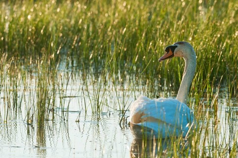 Mute Swan