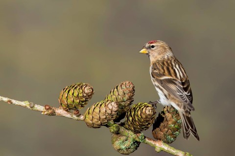 Lesser lesser redpoll