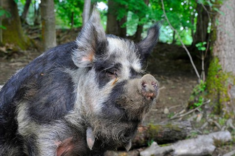 Domestic Pig