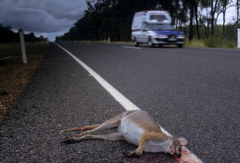 Whiptail wallaby