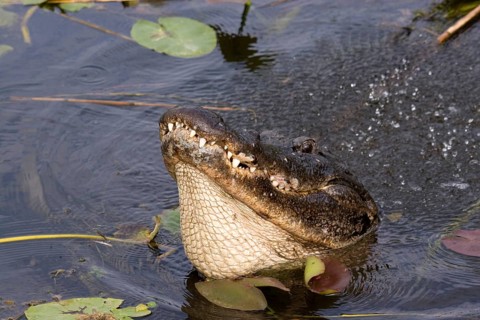American alligator
