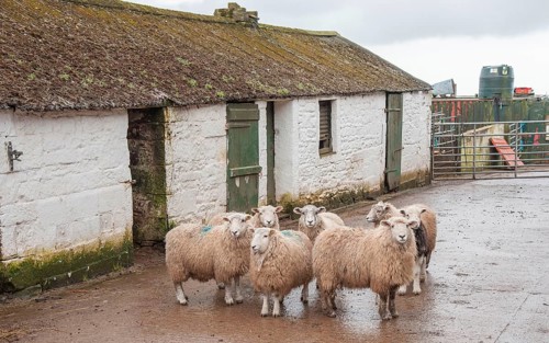 Domestic Sheep
