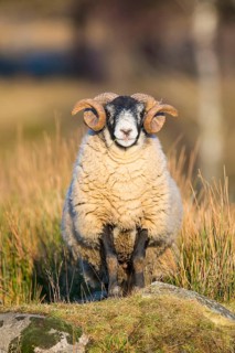 Domestic Sheep