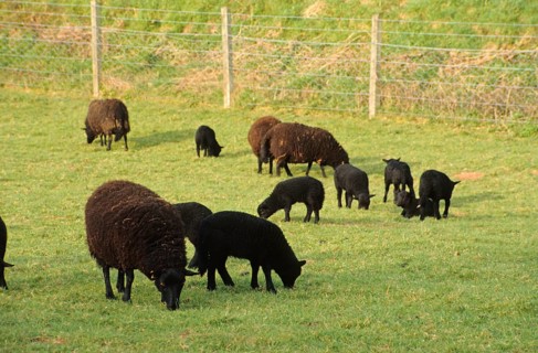 Domestic sheep