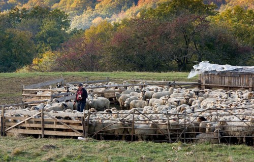 Domestic sheep