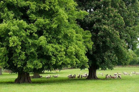 Domestic Sheep