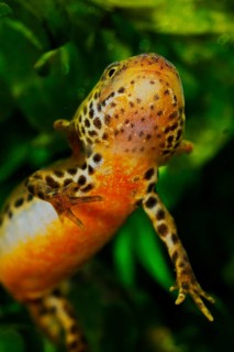 Alpine newt