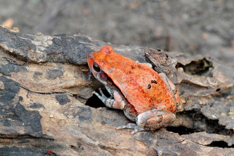 Red Toad