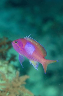 Flagfish