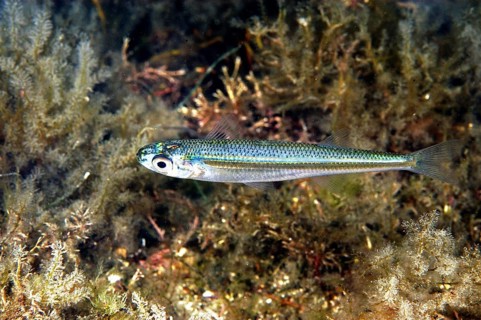 Sand-smelt