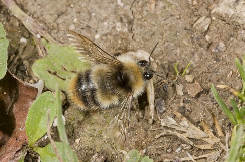 Shrill Carder Bee