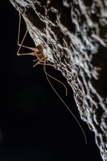 Cave Cricket