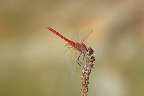 Red-veined darters