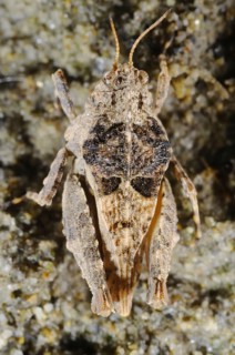 Groundhopper