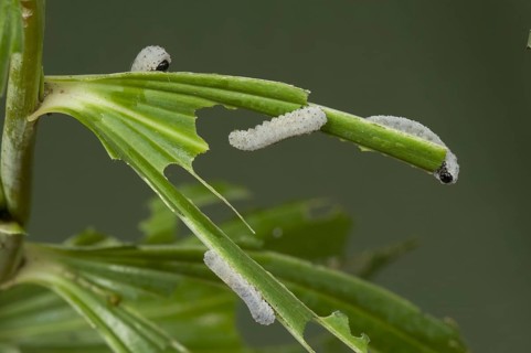 Solomon's seal sawfly