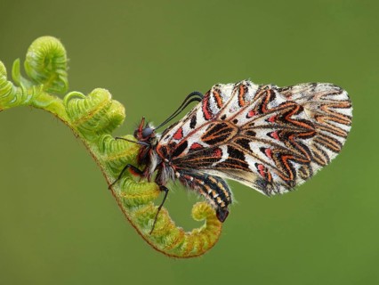 Southern festoon