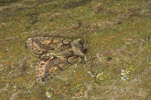 Green-brindled Crescent