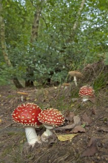 Fly Agaric