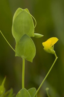 Flowering yellow vetch