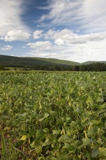 Soya Bean