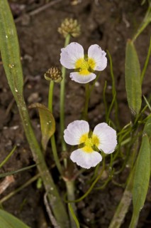 Lesser Water-plantain