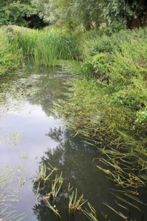 Aquatic vegetation in lowland river
