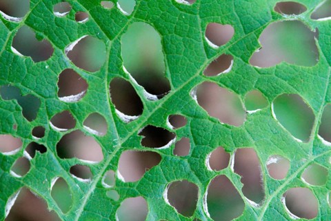Feeding traces