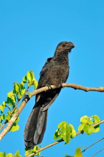 Smooth-billed Ani