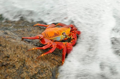 Red clipper crab