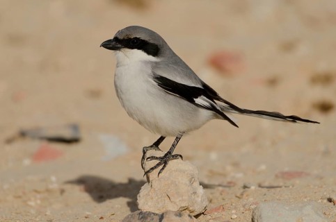 Mediterranean Grey Shrike