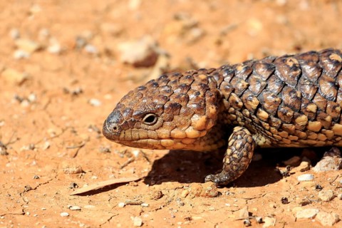 Tiliqua rugosa