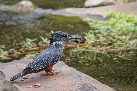 Giant kingfisher eats crab