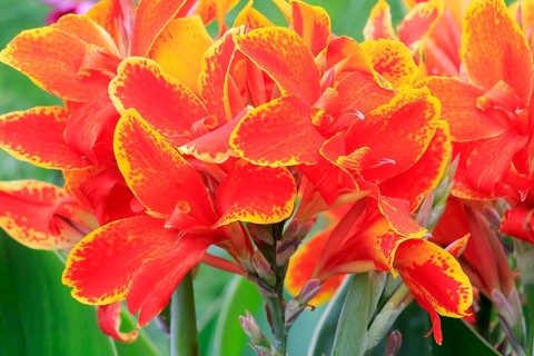 Pretoria canna lily
