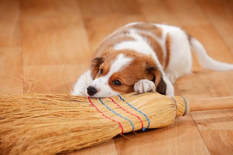 Kooikerhondje