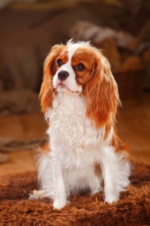 Cavalier King Charles Spaniel