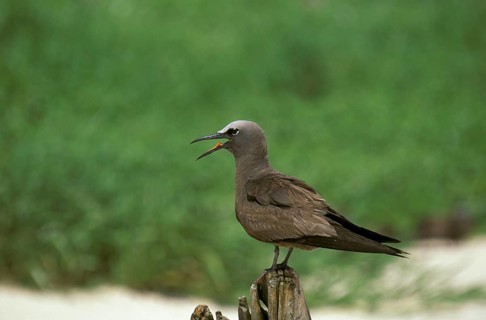 Common Noddy