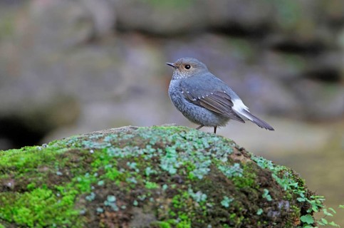 Water Redstart