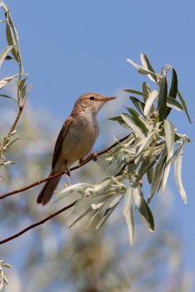 Sykes's Warbler
