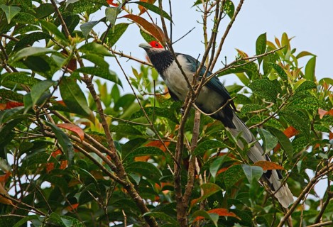 Naked-fronted Cuckoo