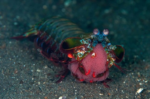 Clown mantis shrimp