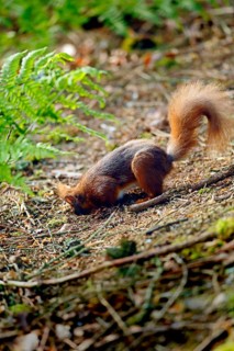 Eurasian Red Squirrel