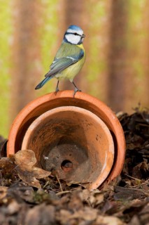 Blue Tit