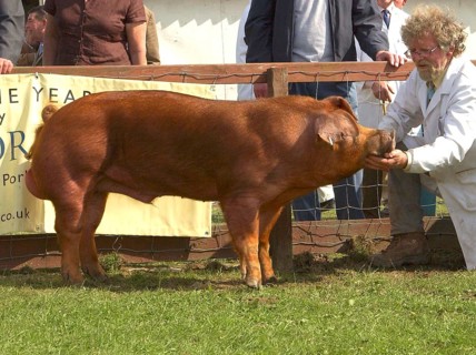 Domestic Pig