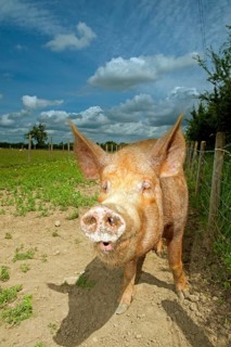 Domestic pig