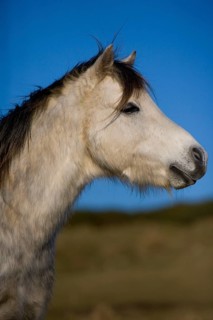 Welsh Mountain Pony