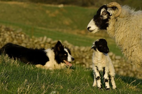 Domestic Sheep