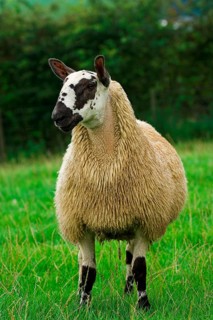 Domestic Sheep